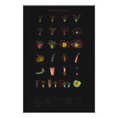 Systema Naturae Glossy Poster (Voorkant)