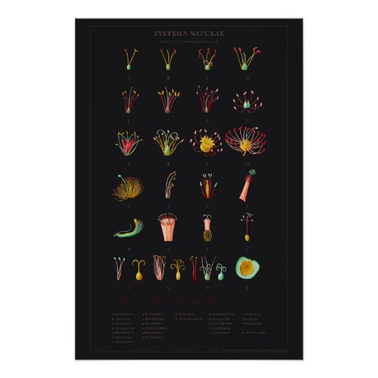 Systema Naturae Glossy Poster (Voorkant)