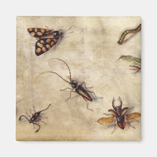 T31567 Een onderzoek naar diverse insecten, fruit  Magneet