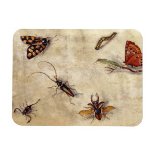 T31567 Een onderzoek naar diverse insecten, fruit  Magneet