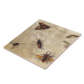 T31567 Een onderzoek naar diverse insecten, fruit  Tegeltje (Zijkant)