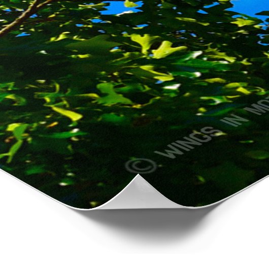 T-1A, T-38C en T-6A US FLAG FLYPAST Poster (Hoek)