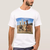 T-shirt - Alpacas Phaethon, Barley & Marvin (Voorkant)