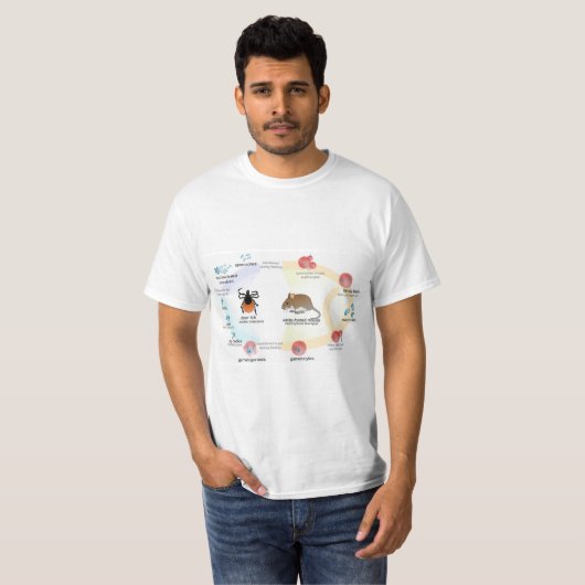 T-Shirt Diagram Babesia microti levenscyclus (Voorkant volledig)