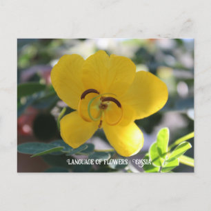 Taal bloemen: Cassia Briefkaart
