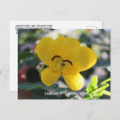 Taal bloemen: Cassia Briefkaart (Voorkant / Achterkant)