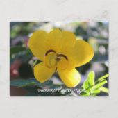 Taal bloemen: Cassia Briefkaart (Voorkant)
