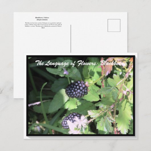 Taal van bloemen De Blackberry Briefkaart (Voorkant / Achterkant)