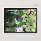 Taal van bloemen De Blackberry Briefkaart (Voorkant)