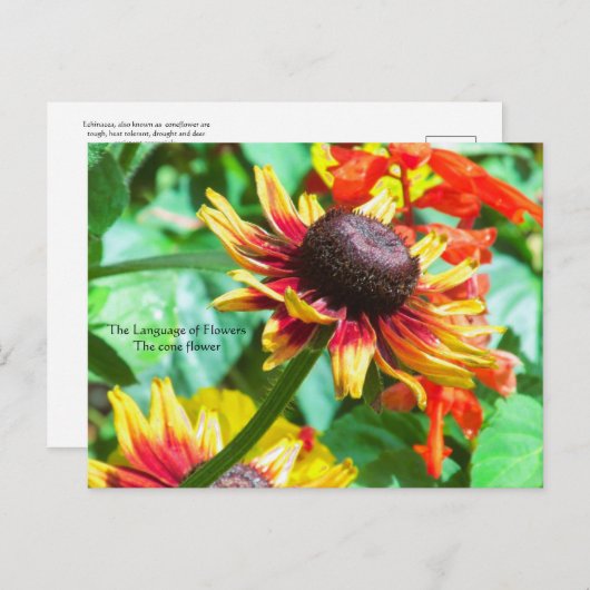 Taal van Bloemen de Cone Bloem Briefkaart (Voorkant / Achterkant)