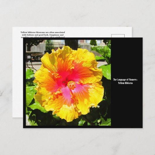 Taal van Bloemen Geel Hibiscus Briefkaart (Voorkant / Achterkant)