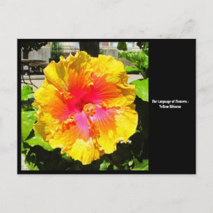 Taal van Bloemen Geel Hibiscus Briefkaart