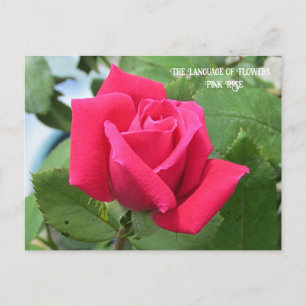 Taal van Bloemen Roze Roos Briefkaart
