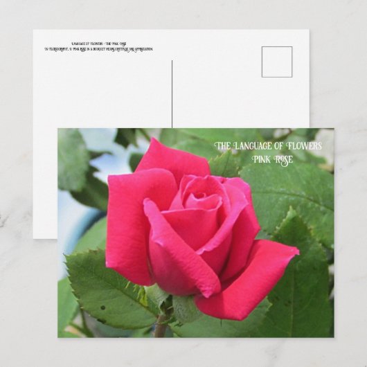 Taal van Bloemen Roze Roos Briefkaart (Voorkant / Achterkant)