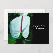 Taal van de bloemen - Anthurium Briefkaart (Voorkant / Achterkant)