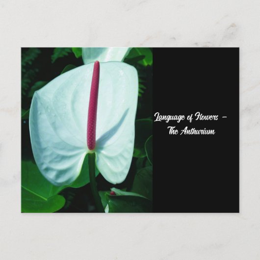 Taal van de bloemen - Anthurium Briefkaart (Voorkant)