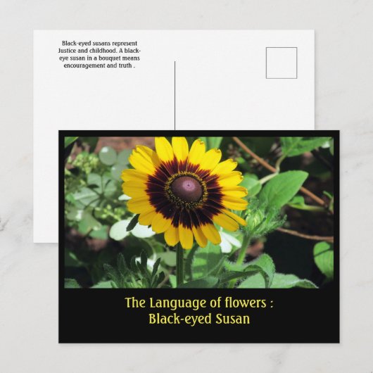 Taal van de bloemen: Black-eye susan Briefkaart (Voorkant / Achterkant)