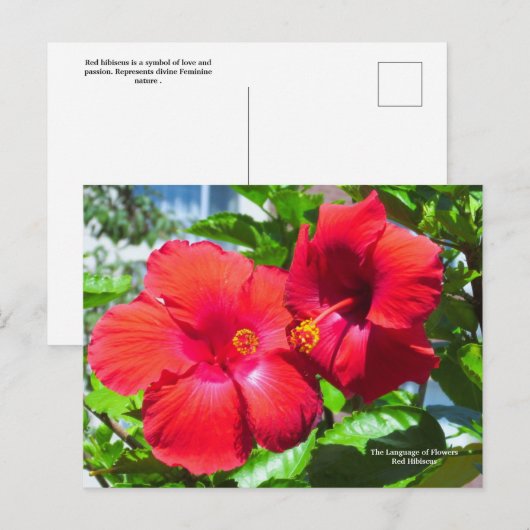 Taal van de bloemen Red Hibiscus Briefkaart (Voorkant / Achterkant)