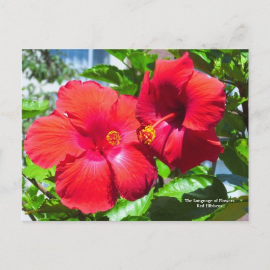 Taal van de bloemen Red Hibiscus Briefkaart (Voorkant)