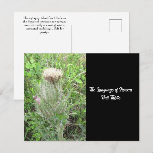Taal van Flowers Bull Thistle Briefkaart (Voorkant / Achterkant)