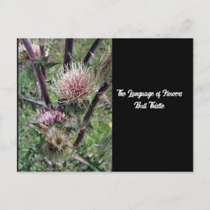 Taal van Flowers Bull Thistle Briefkaart