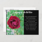 Taal van het Briefkaart van de Roos (Voorkant / Achterkant)