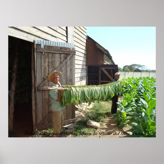 Tabak Entering Curing Barn Pinar del Rio Cuba Poster (Voorkant)