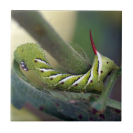 Tabak Hornworm Caterstyle Ceramic Photo Tile Tegeltje