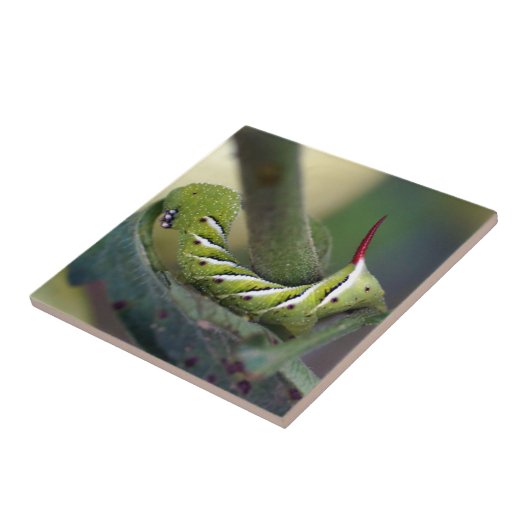 Tabak Hornworm Caterstyle Ceramic Photo Tile Tegeltje (Zijkant)