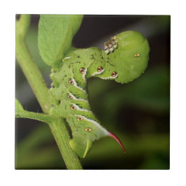 Tabak Hornworm Caterstyle Ceramic Photo Tile Tegeltje