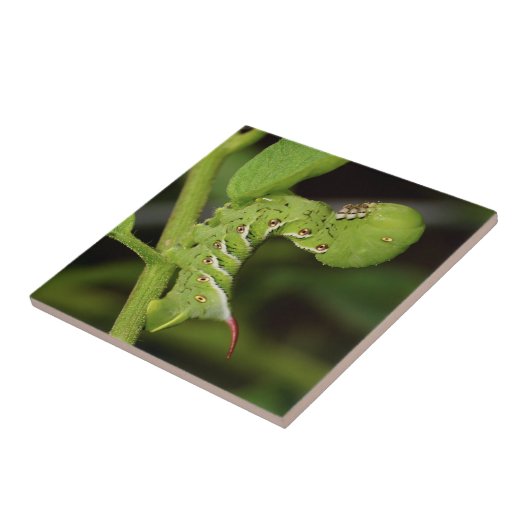 Tabak Hornworm Caterstyle Ceramic Photo Tile Tegeltje (Zijkant)