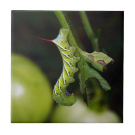 Tabak Hornworm Caterstyle Ceramic Photo Tile Tegeltje