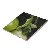 Tabak Hornworm Caterstyle Ceramic Photo Tile Tegeltje (Zijkant)