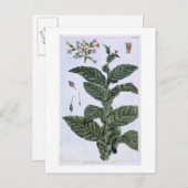 Tabak plant, bord 7, van 'Collectie del euse' Briefkaart (Voorkant / Achterkant)