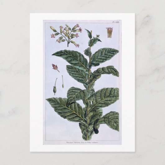 Tabak plant, bord 7, van 'Collectie del euse' Briefkaart (Voorkant)