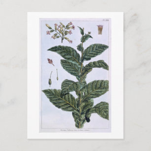 Tabak plant, bord 7, van 'Collectie del euse' Briefkaart