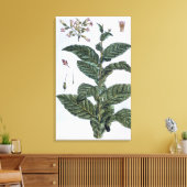 Tabak plant, bord 7, van 'Collectie del euse' Canvas Afdruk (Insitu (Woonkamer))