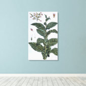 Tabak plant, bord 7, van 'Collectie del euse' Canvas Afdruk (Insitu (Houten vloer))