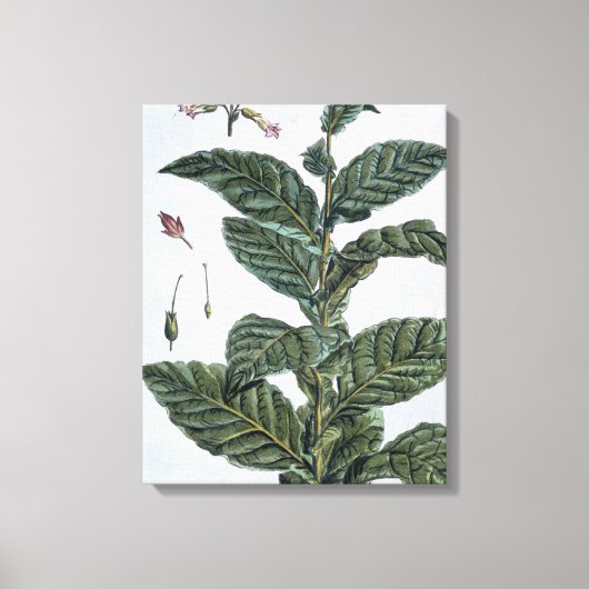 Tabak plant, bord 7, van 'Collectie del euse' Canvas Afdruk (Voorkant)