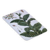 Tabak plant, bord 7, van 'Collectie del euse' Magneet (Rechterzijde)