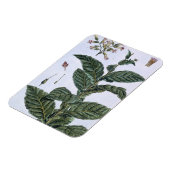 Tabak plant, bord 7, van 'Collectie del euse' Magneet (Linkerzijde)