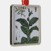 Tabak plant, bord 7, van 'Collectie del euse' Metalen Ornament (Rechts)