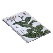 Tabak plant, bord 7, van 'Collectie del euse' Notitieboek (Rechterzijde)