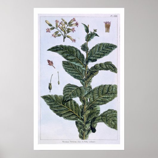 Tabak plant, bord 7, van 'Collectie del euse' Poster (Voorkant)