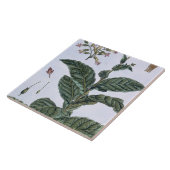 Tabak plant, bord 7, van 'Collectie del euse' Tegeltje (Zijkant)