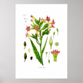 Tabak Poster (Voorkant)