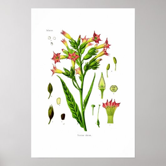 Tabak Poster (Voorkant)