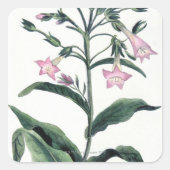 Tabak Vierkante Sticker (Voorkant)