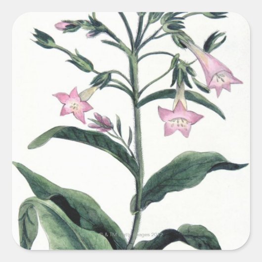 Tabak Vierkante Sticker (Voorkant)