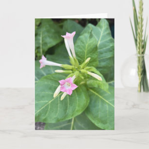 Tabaksbloesems Kaart